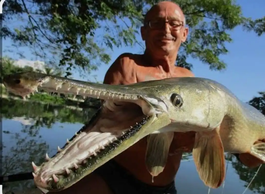Alligator gar