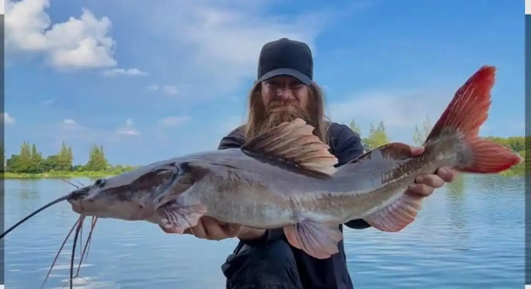 Asian redtail cat fish