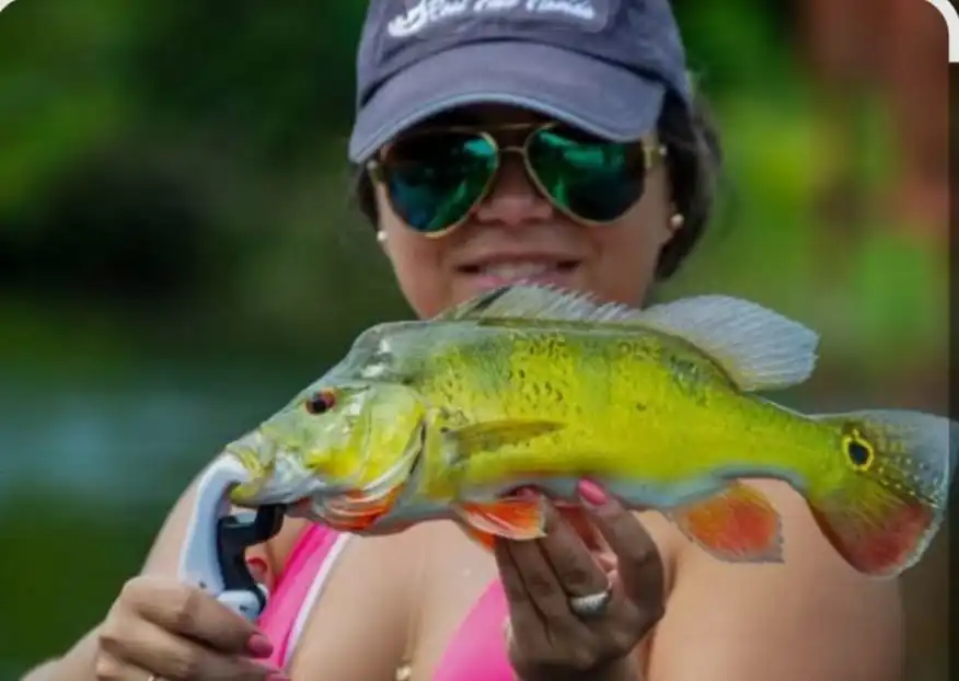 Peacock Bass