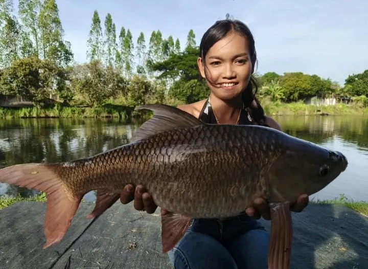 Laou carp
